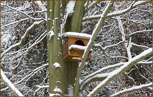 tawny owl, nestbox, nest box, snow