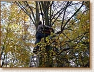 Tawny Owl, Strix aluco, owl, nestbox, nest box