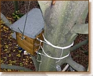 Tawny Owl, Strix aluco, owl, nestbox, nest box