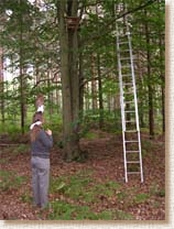 Tawny Owl, Strix aluco, woodland, nestbox, nest box