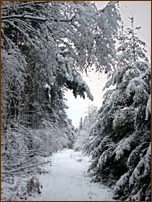 woodland, Weald, Kent, snow