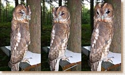 Tawny Owl, Strix aluco, camouflage, concealment, defense, shrinking, woodland, Sophie