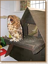 Tawny Owl, Strix aluco, Sophie, nestbox, Barn Owl box