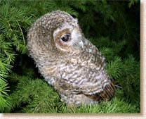 Tawny Owl, Strix aluco, fledgling, tree, Sophie