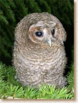 Tawny Owl, Strix aluco, fledgling, tree, Sophie