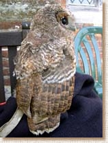 Tawny Owl, Strix aluco, fledgling, Sophie