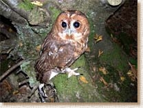 Tawny Owl, Strix aluco, woodland, Sophie