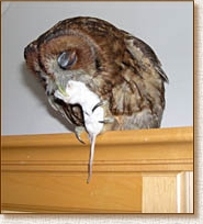 Tawny Owl, Strix aluco, Sophie, owl, mouse, feed, feeding