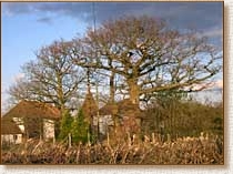 Weald, Kent, countryside, oak