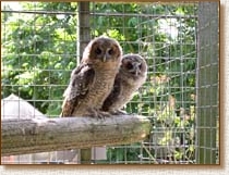 Tawny Owl, Strix aluco, fledgling