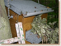 Tawny Owl, Strix aluco, woodland, nestbox, nest box, maintenance, squirrel