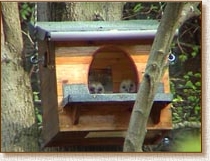 Tawny Owl, Strix aluco, nestbox, chicks