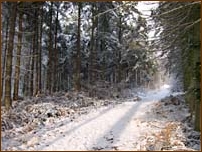 woodland, Weald, Kent, snow