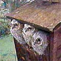 Tawny Owl, Strix aluco, juvenile, Sophie, owl