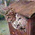 Tawny Owl, Strix aluco, juvenile, Sophie, owl