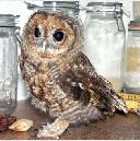 owl, tawny owl, strix aluco, juvenile, owly