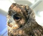 owl, tawny owl, strix aluco, juvenile, owly