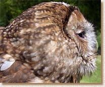 tawny owl, strix aluco, sita