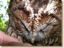 tawny owl, strix aluco, sita