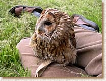 tawny owl, strix aluco, sita