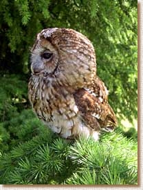 tawny owl, strix aluco, sita