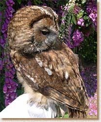 tawny owl, strix aluco, sita