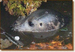 GulliverSeal