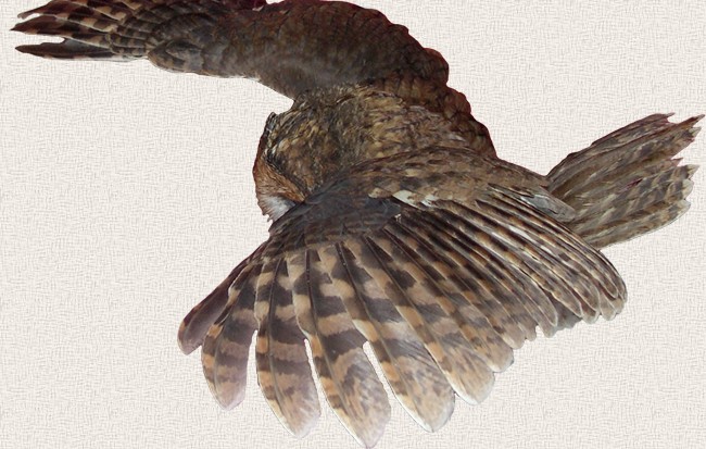 tawny owl, fly, flight