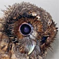 Tawny Owl, Strix aluco, juvenile, Sophie, owl